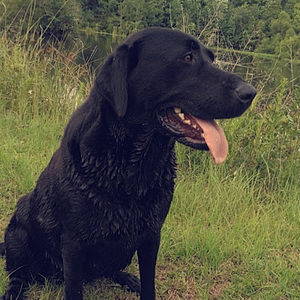 Meet your Posher, Carson